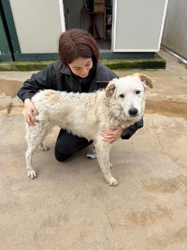 Ugo splendido giovanotto simil Pastore / Spinone cerca famiglia  Foto 2